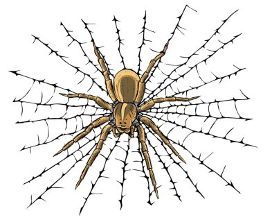 Örümceği ağ ipliğine asan vektör çizimi