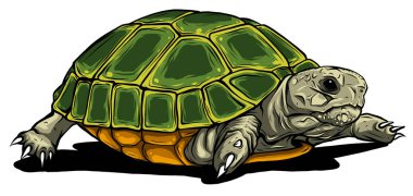Kaplumbağa vektör simgesi. Karikatür vektör simgesi beyaz arkaplan kaplumbağasında izole edildi.