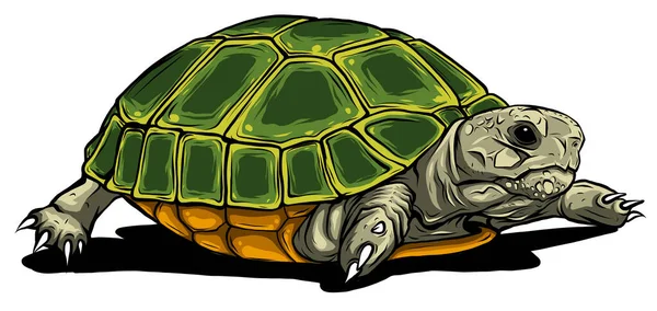 Kaplumbağa vektör simgesi. Karikatür vektör simgesi beyaz arkaplan kaplumbağasında izole edildi. — Stok Vektör