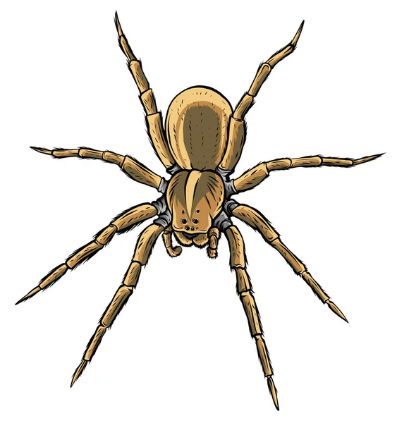 Mignon dessin animé d'araignée vecteur illustration graphisme art — Image vectorielle