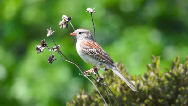 Маленький птах над рослинами з природним фоном — стокове відео
