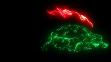 Siyah arkaplan videosunda Burma yıldızı kaplumbağası