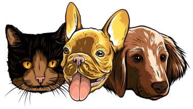En iyi arkadaşların resmi - Kedi ve Köpek vektörü