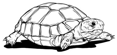 Vektör Kaplumbağa simgesi. Ağ için kaplumbağa vektör simgesinin çizgi film çizimi