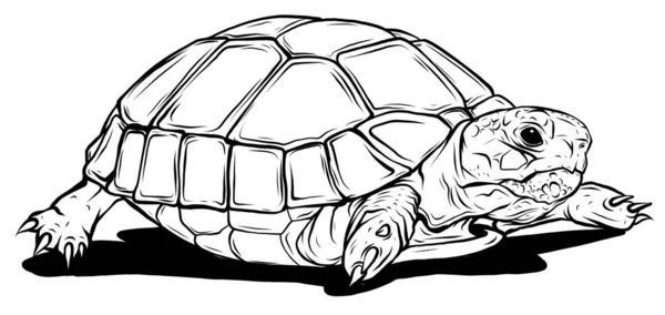 Vektor-Schildkrötensymbol. Karikatur des Schildkrötenvektorsymbols für das Web — Stockvektor