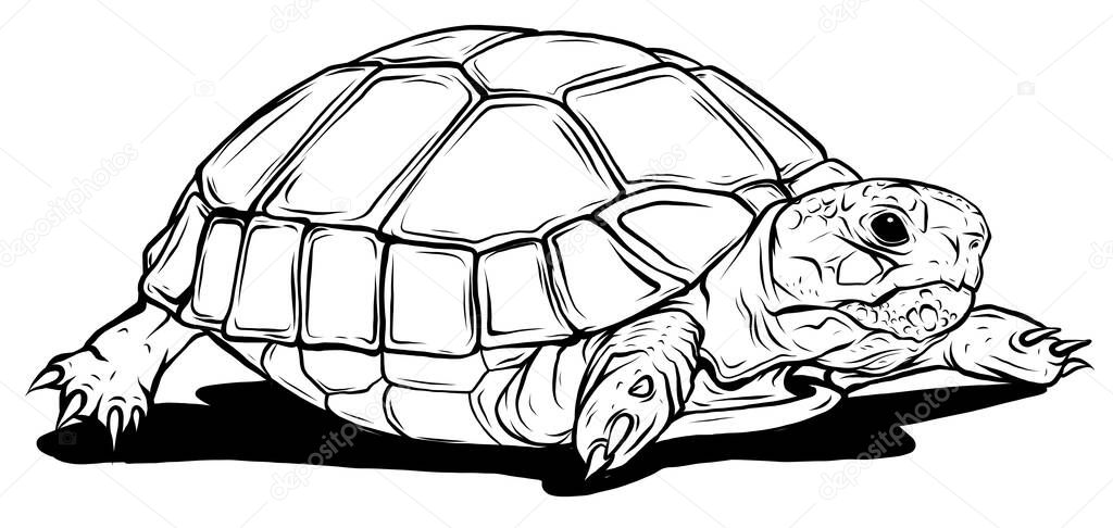 vector Turtle icon. Cartoon illustration of turtle vector icon for web