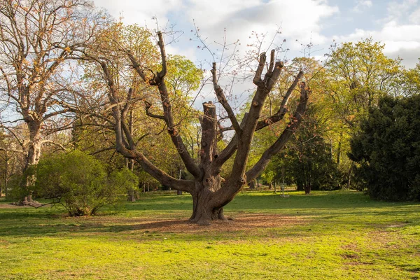 Ένα μεγάλο παλιό δέντρο στο πάρκο της πόλης. Μπρνο Τσεχική Δημοκρατία. — Φωτογραφία Αρχείου