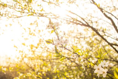 Çiçek açan kiraz ağacı. Bahar arka planı.