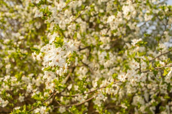 Cerejeira florescente. Fundo da primavera . — Fotografia de Stock