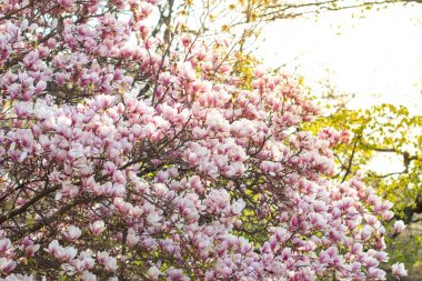 Spring background, blossoming Magnolia x soulangeana tree. clipart