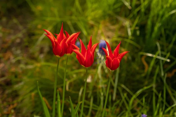 Red tulips. Botanic Garden. Arboretum. — Stock Photo, Image