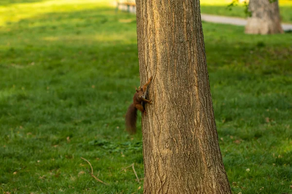 Eichhörnchen frisst eine Nuss auf einem Baum. — Stockfoto