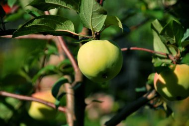 tek yeşil elma ağacı üzerinde