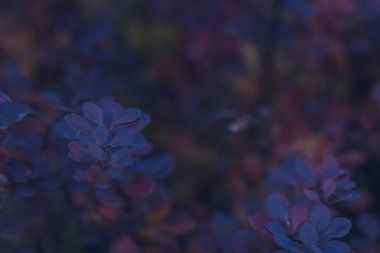 Turkuaz kızamık çalılar arka plan