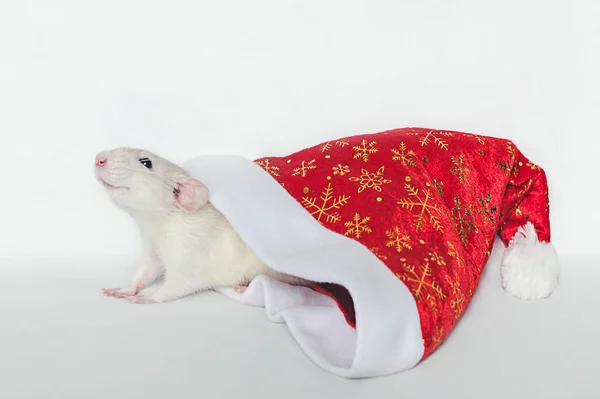Világos Bolyhos Patkány Néz Egy Piros Karácsonyi Kalap Fehér Alapon — Stock Fotó