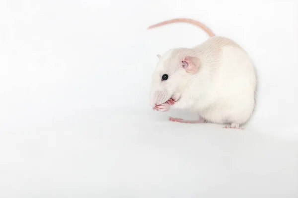 Pure White Rat Washes Corner — Stock Photo, Image