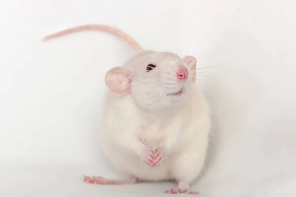 Blanco sonriente dumbo rata con grandes orejas de color rosa y nariz —  Fotos de Stock