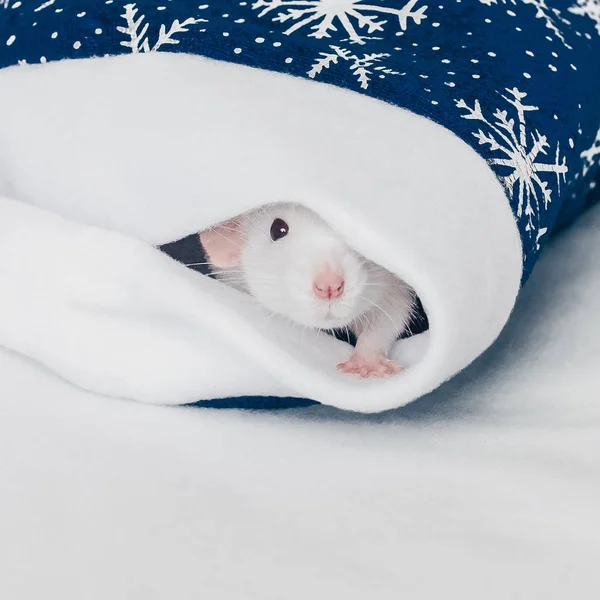 Fehér patkány néz ki a kék új év kalap — Stock Fotó