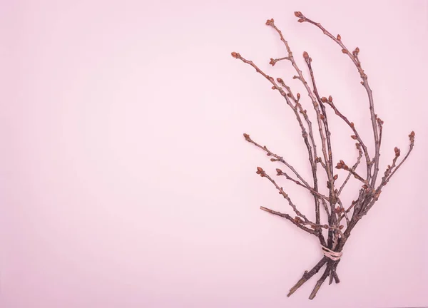 Spring branch of a tree with swollen buds — Stock Image Spring branch of a tree with swollen buds Stock Photo