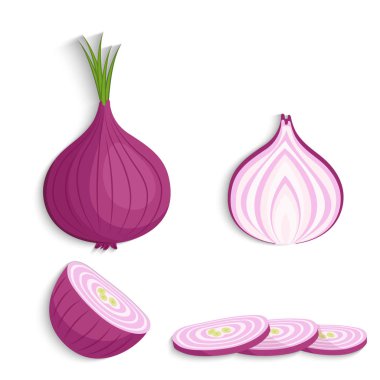 Shallots soğan yarım, dilim ve bütün, vektör illüstrasyon