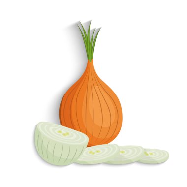 Shallots soğan yarım, dilim ve bütün, vektör illüstrasyon