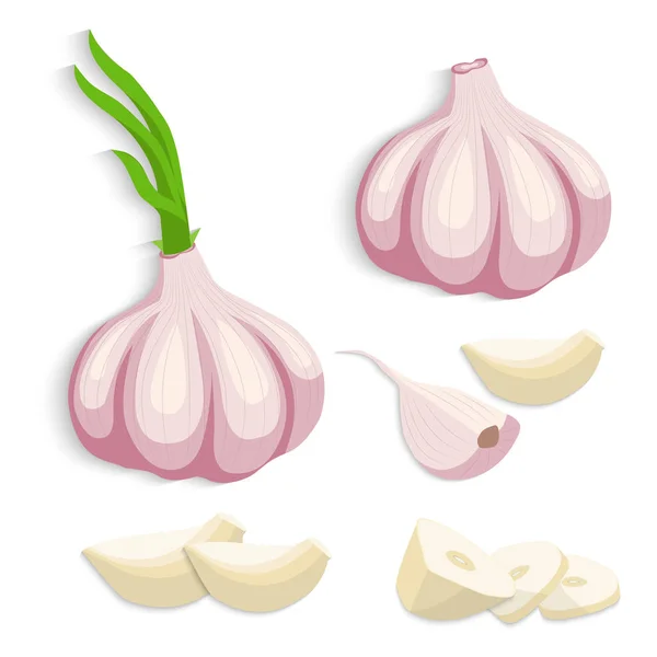 Garlic Bulb Garlic Cloves Vector Illustration — Stock Vector