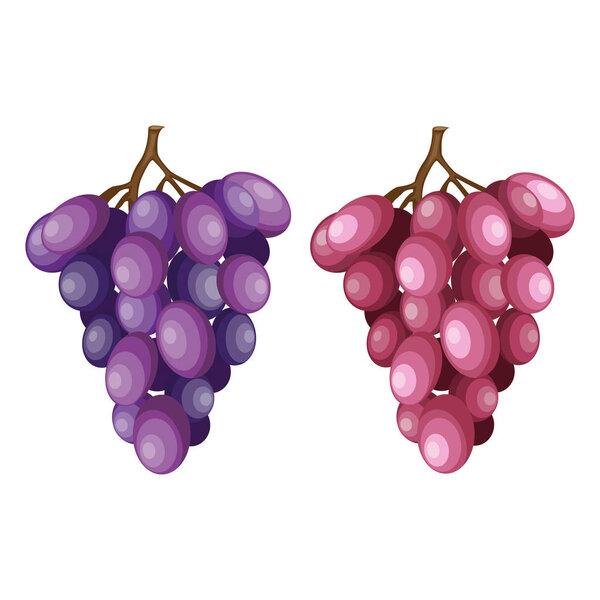 Bunch of purple and rose grapes, vector illustration