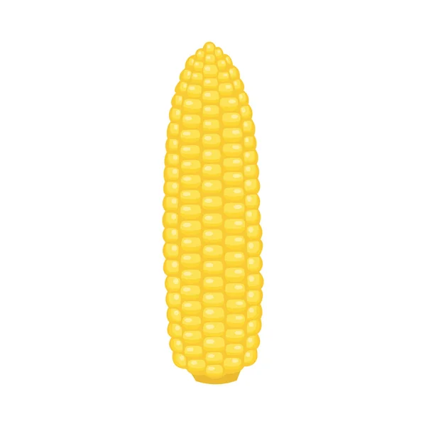Кукуруза. Векторная иллюстрация — стоковый вектор