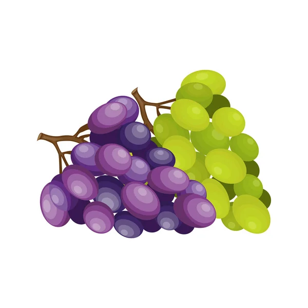 Banches of green and purple grapes — Stock Vector