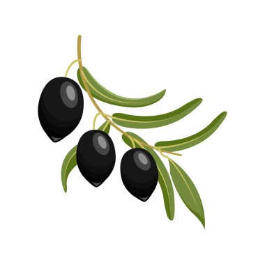 Siyah zeytin dalı. vektör illüstrasyonu