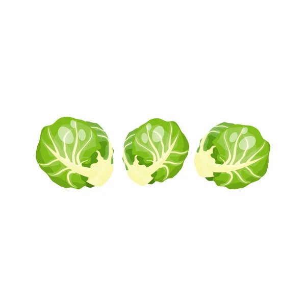 Dessin Animé Vert Organique Frais Choux Bruxelles Icône Illustration Vectorielle — Image vectorielle