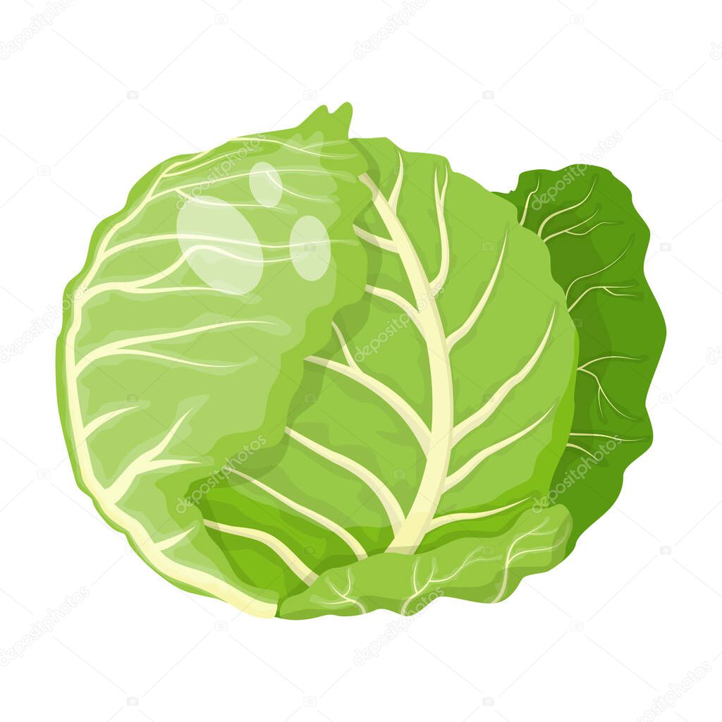 Cartoon fresh organic green cabbage icon. vector illustration.