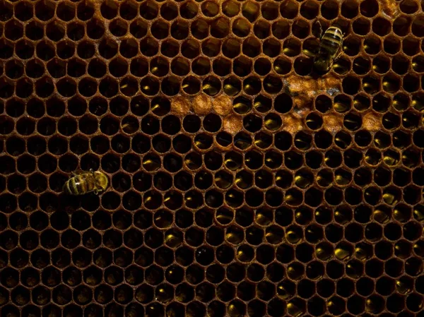 ハニカム構造の つの蜂 — ストック写真
