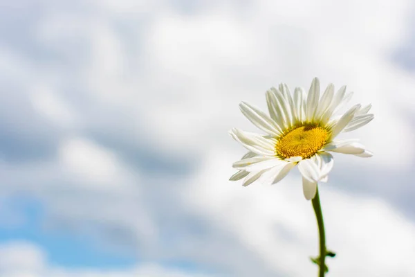 Camomila Branca Contra Céu Grandes Nuvens — Fotografia de Stock