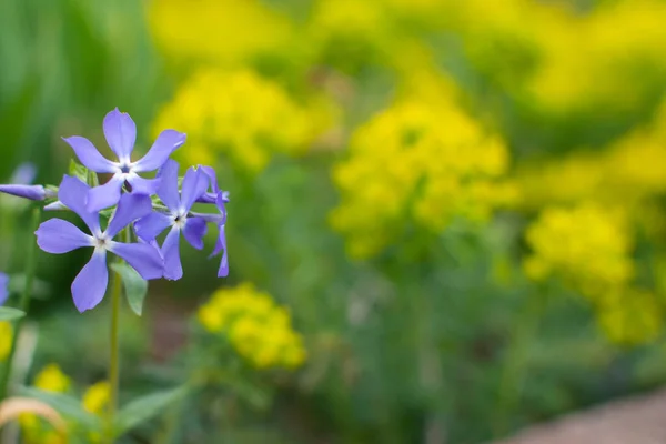Phlox divaricata. Mavi bahar çiçekleri yeşil bulanık arka planda bir yapraktan.