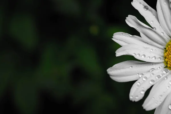 Λευκή Μαργαρίτα Καλύπτεται Μεγάλες Σταγόνες Βροχής Μέρος Του Χαμομηλιού Φαίνεται — Φωτογραφία Αρχείου