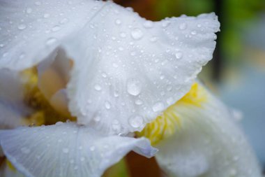 Sabahın erken saatlerinde, narin yapraklarının yağmur damlalarında beyaz iris çiçeği..