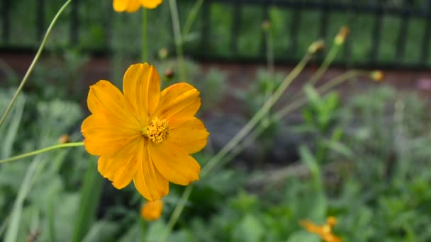 Cosmos Zwavel Grijs Geel Gele Zomerbloemen Sluiten Een Prachtig Bloeiende — Stockvideo