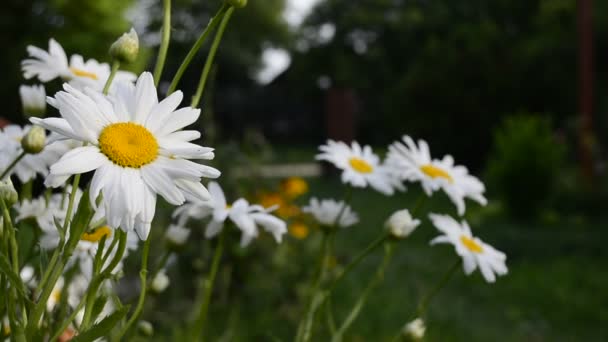 Kamomill Trädgården Vita Blommor Närbild Vackert Blommande Växt — Stockvideo