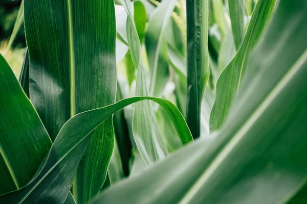 田里的绿叶玉米 漂亮的工作背景 — 图库照片