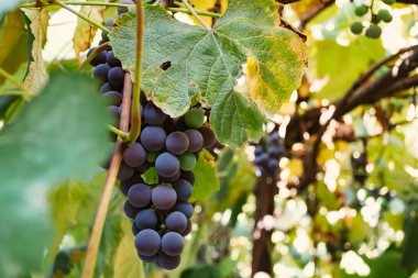 Sonbaharda üzüm bağında mavi üzümler. Isabella üzüm çeşitleri.