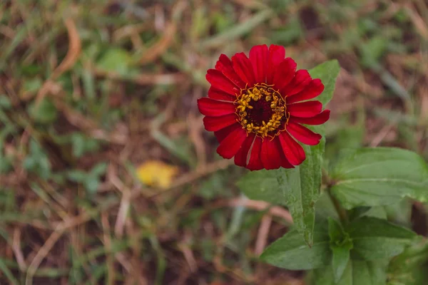 Κόκκινο Zinnia Είναι Θερμόφιλο Ένα Πρώιμο Λουλούδι Του Φθινοπώρου — Φωτογραφία Αρχείου