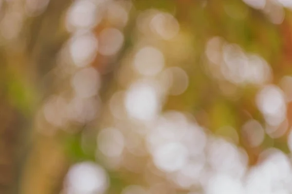 Herfst Mooie Groen Bruine Wazig Achtergrond — Stockfoto