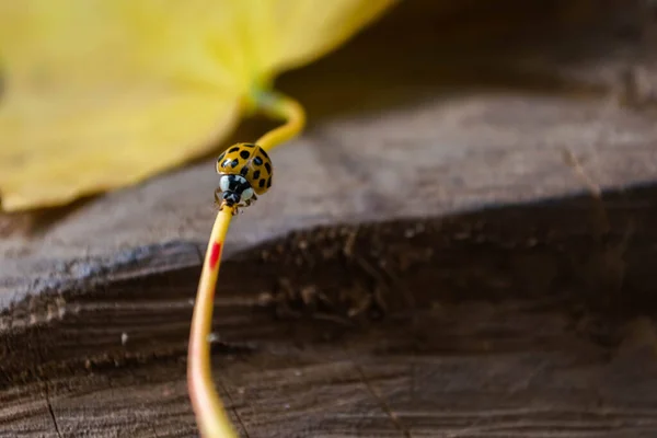 Herfst Gekomen Een Lieveheersbeestje Kruipt Een Gevallen Geel Esdoornblad Mooie — Stockfoto
