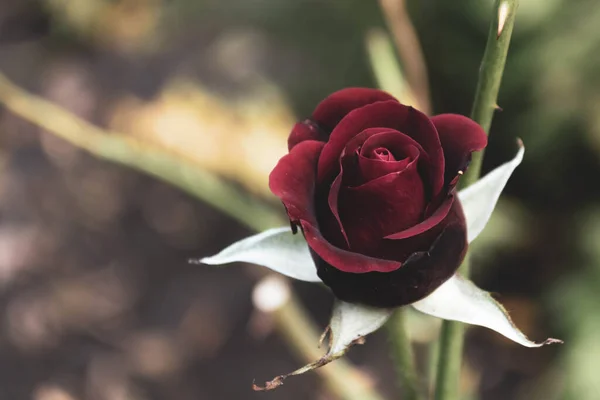 Klassisk Ros Blomman Knopp Mörk Sammetslen Röd Vacker Suddig Bakgrund — Stockfoto