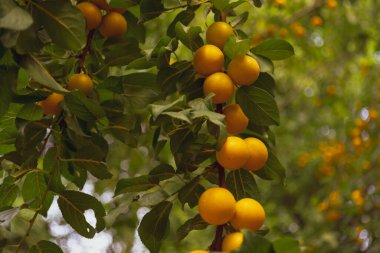 Sarı erikler, olgunlaşmış kiraz eriği bahçedeki bir dalda güzel bir bokeh ile.