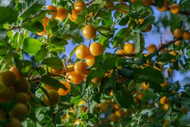 Güneşli bir yaz gününde yeşil bir dalda sarı kiraz eriği.