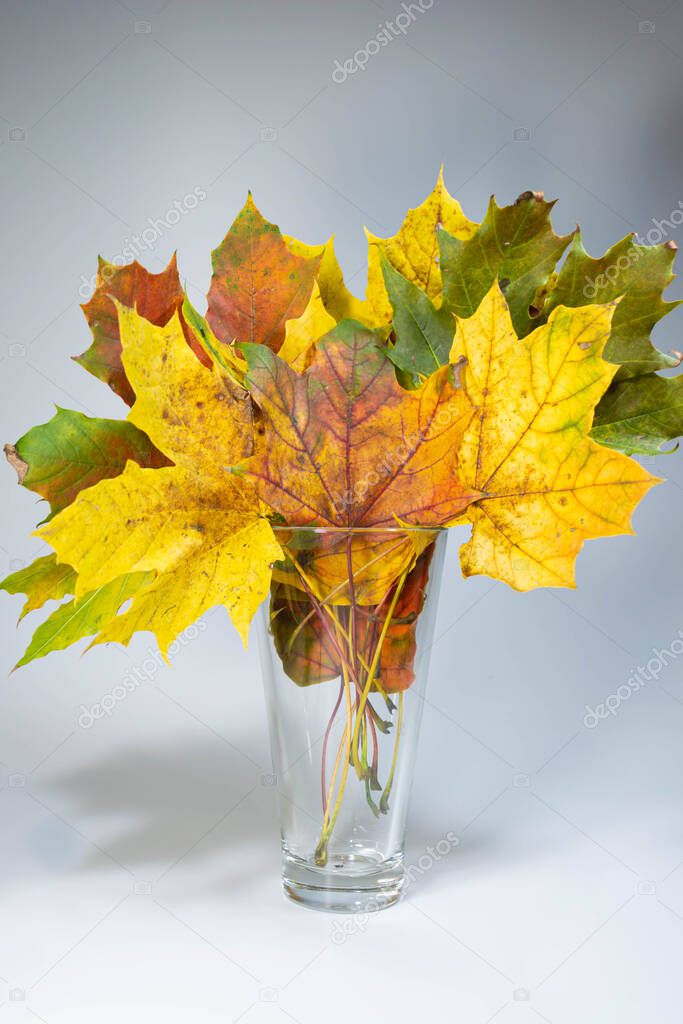 Autumn bouquet of yellow maple leaves in a glass glass on a white-gray background.