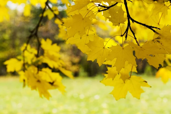 Paisagem Outonal Folhas Amarelas Árvore Floresta — Fotografia de Stock