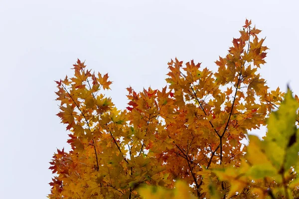 Paisagem Outonal Folhas Amarelas Árvore Floresta — Fotografia de Stock